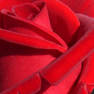 Онлайн магазин за рози - Червен - Чайно хибридни рози  - много интензивен аромат - Pоза Крайслер Империал - Др.Уолтър Едуард Ламертс - Перфектна за подрязване,трайно цъвтят.